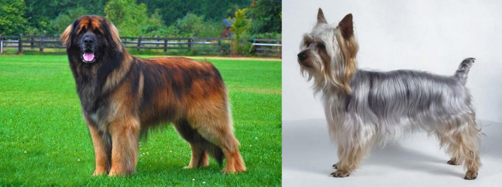 Silky Terrier vs Leonberger - Breed Comparison