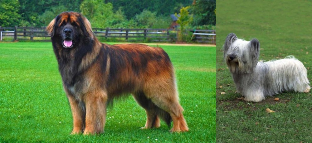 Skye Terrier vs Leonberger - Breed Comparison