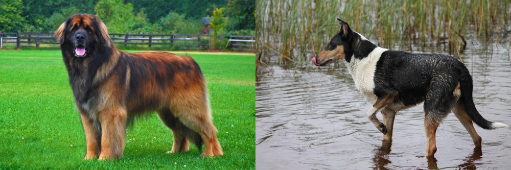 Smooth Collie vs Leonberger - Breed Comparison