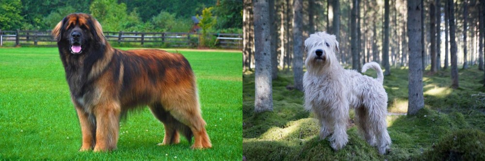 Soft-Coated Wheaten Terrier vs Leonberger - Breed Comparison