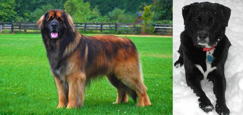 St. John's Water Dog vs Leonberger - Breed Comparison
