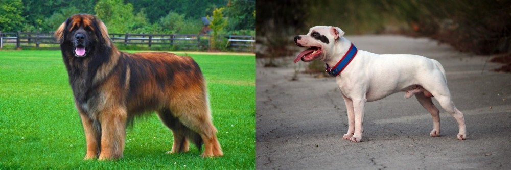 Staffordshire Bull Terrier vs Leonberger - Breed Comparison
