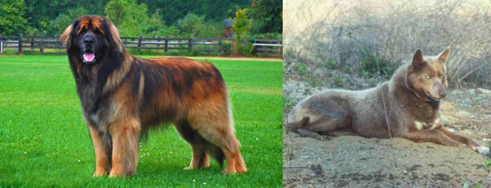 Tahltan Bear Dog vs Leonberger - Breed Comparison