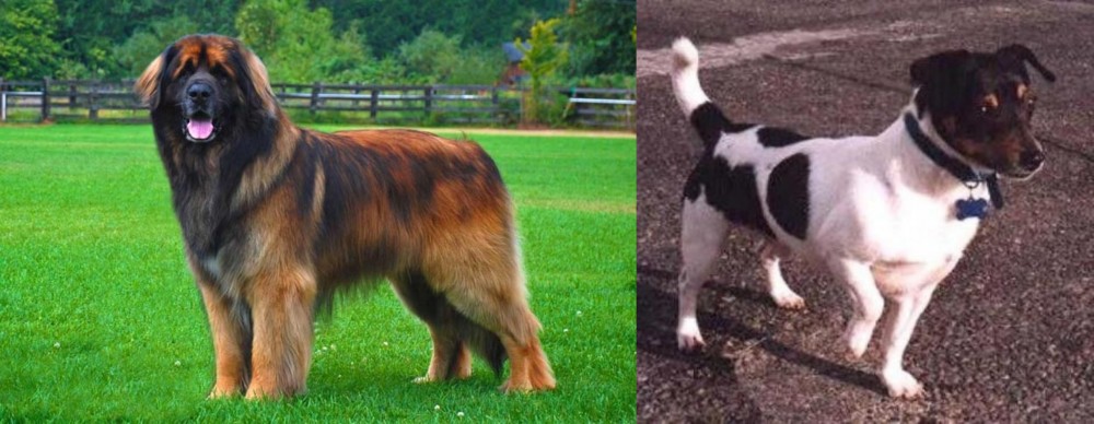 Teddy Roosevelt Terrier vs Leonberger - Breed Comparison