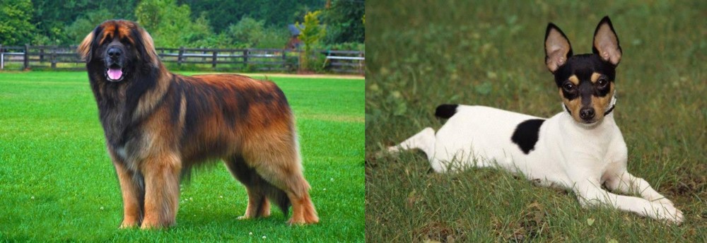 Toy Fox Terrier vs Leonberger - Breed Comparison