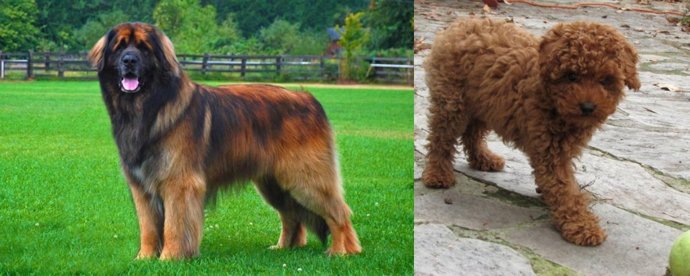 Toy Poodle vs Leonberger - Breed Comparison