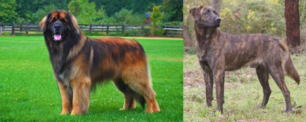 Treeing Tennessee Brindle vs Leonberger - Breed Comparison