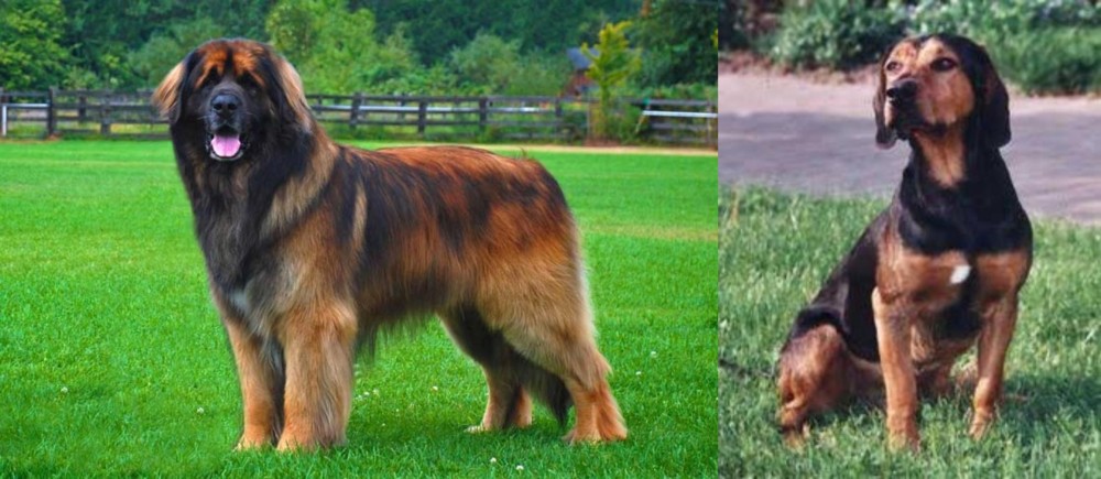Tyrolean Hound vs Leonberger - Breed Comparison
