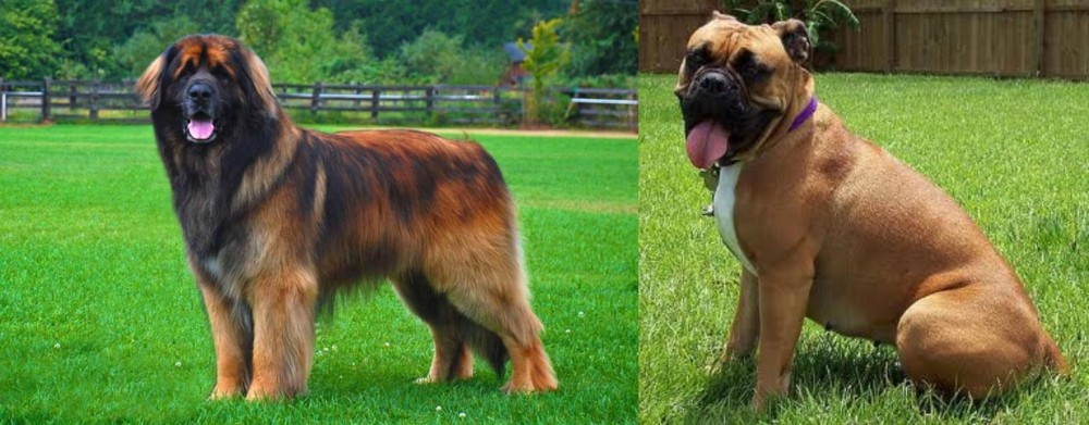 Valley Bulldog vs Leonberger - Breed Comparison