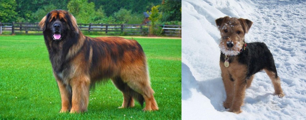 Welsh Terrier vs Leonberger - Breed Comparison