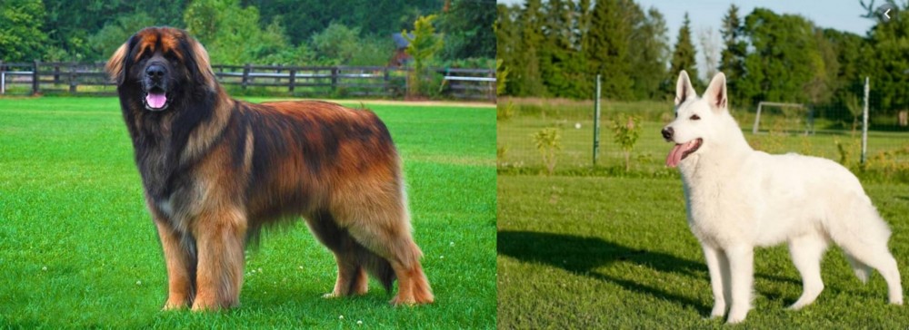 White Shepherd vs Leonberger - Breed Comparison