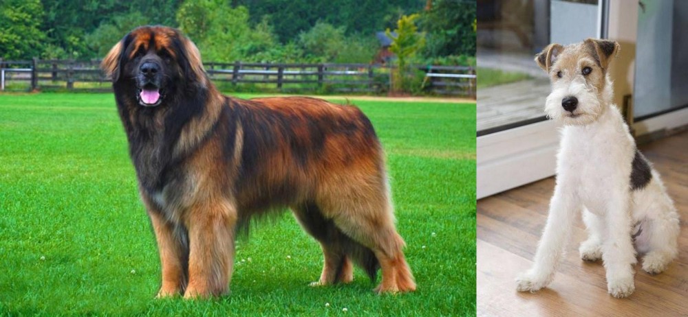 Wire Fox Terrier vs Leonberger - Breed Comparison