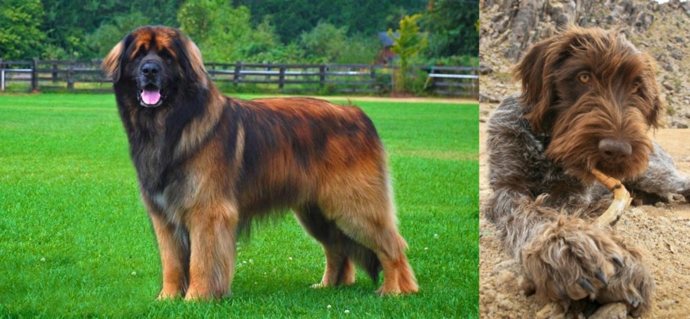 Wirehaired Pointing Griffon vs Leonberger - Breed Comparison