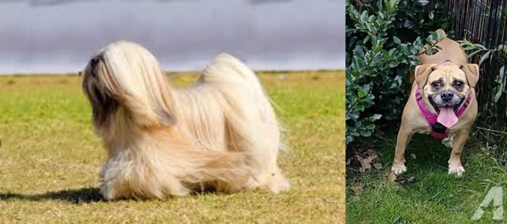 Beabull vs Lhasa Apso - Breed Comparison