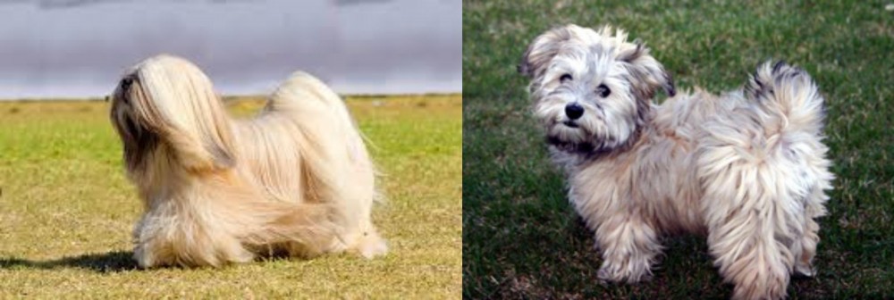 Havapoo vs Lhasa Apso - Breed Comparison