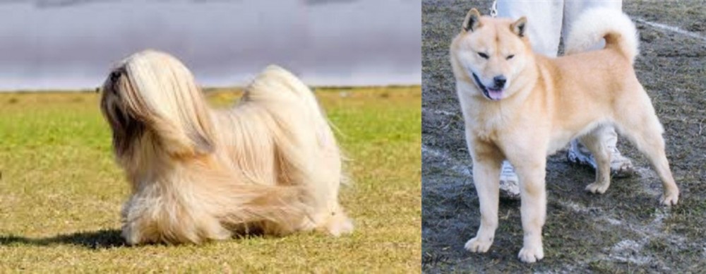 Hokkaido vs Lhasa Apso - Breed Comparison