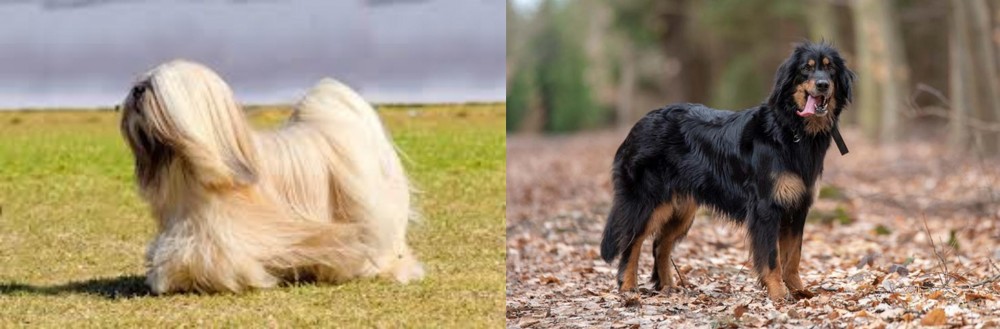 Hovawart vs Lhasa Apso - Breed Comparison