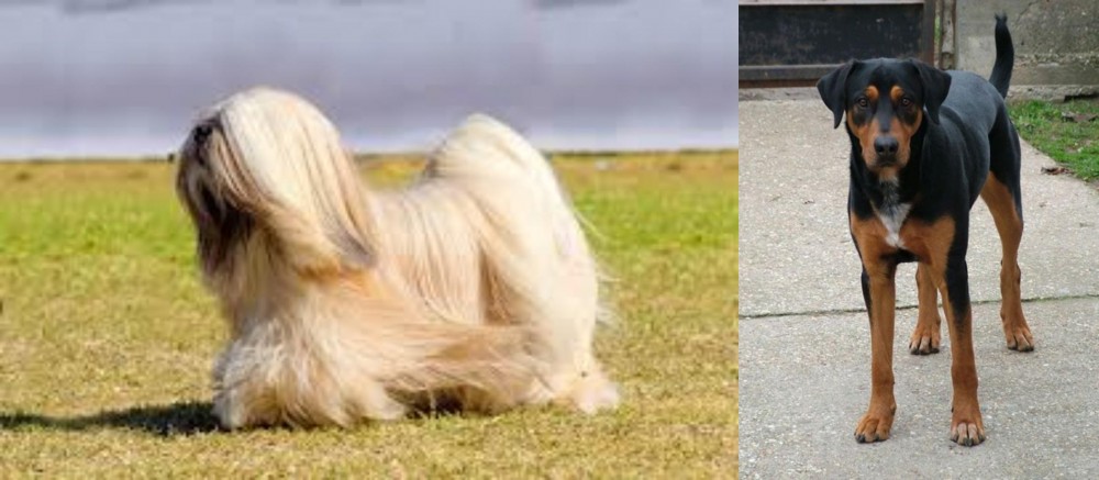 Hungarian Hound vs Lhasa Apso - Breed Comparison
