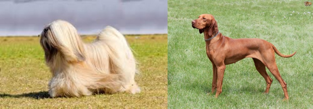 Hungarian Vizsla vs Lhasa Apso - Breed Comparison