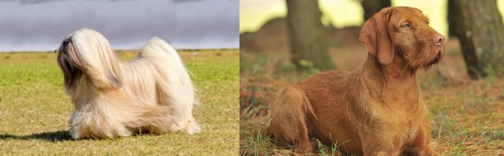 Hungarian Wirehaired Vizsla vs Lhasa Apso - Breed Comparison