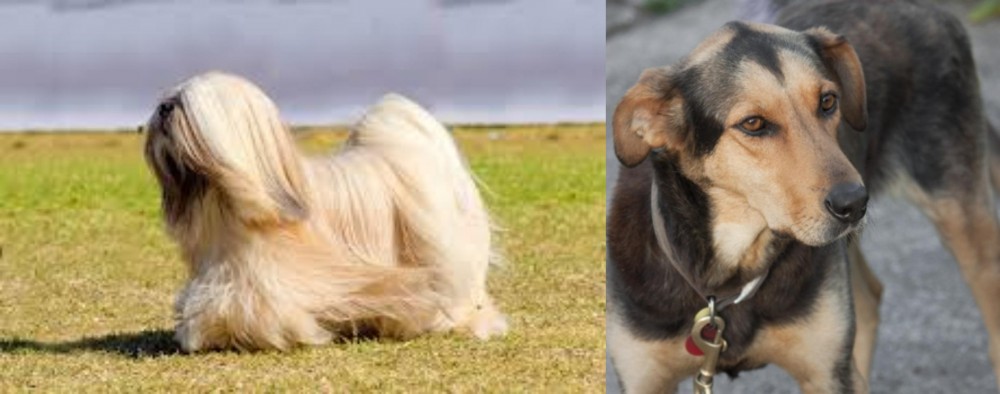 Huntaway vs Lhasa Apso - Breed Comparison