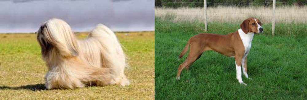 Hygenhund vs Lhasa Apso - Breed Comparison