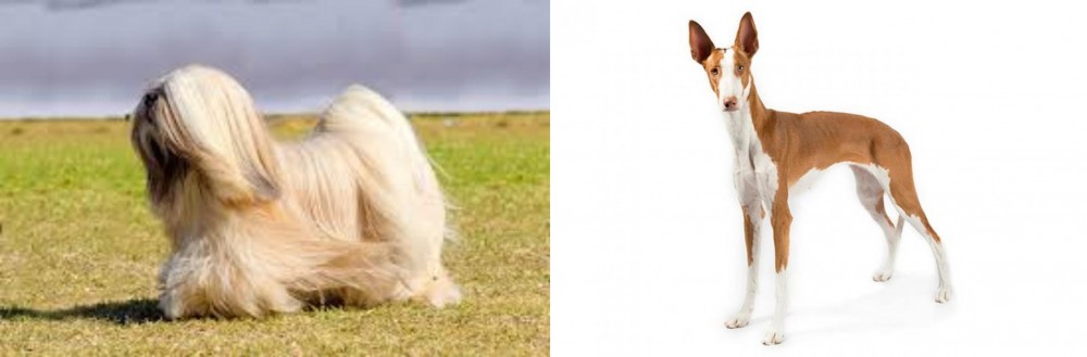 Ibizan Hound vs Lhasa Apso - Breed Comparison