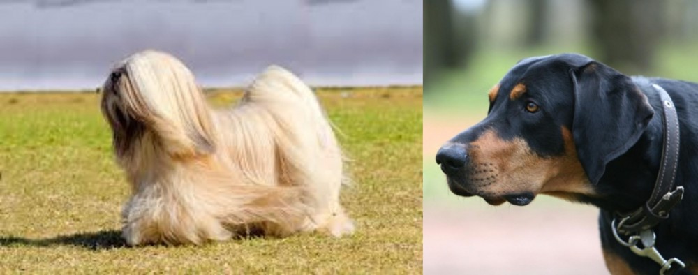 Lithuanian Hound vs Lhasa Apso - Breed Comparison