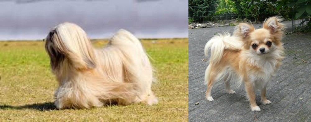Long Haired Chihuahua vs Lhasa Apso - Breed Comparison