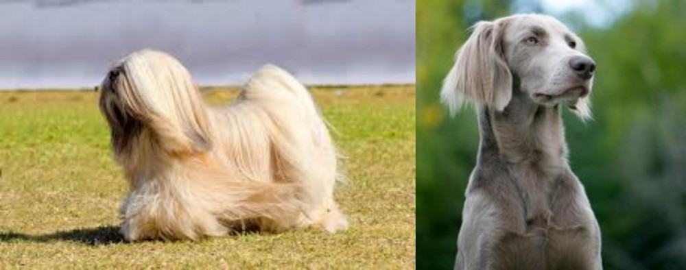 Longhaired Weimaraner vs Lhasa Apso - Breed Comparison