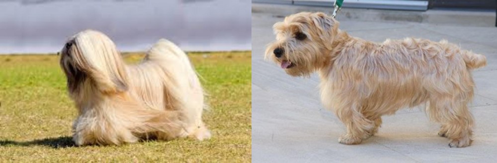 Lucas Terrier vs Lhasa Apso - Breed Comparison