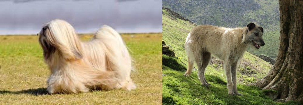 Lurcher vs Lhasa Apso - Breed Comparison