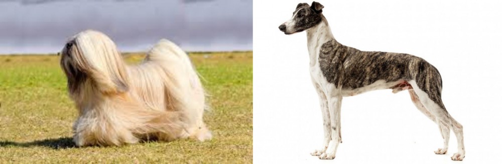 Magyar Agar vs Lhasa Apso - Breed Comparison
