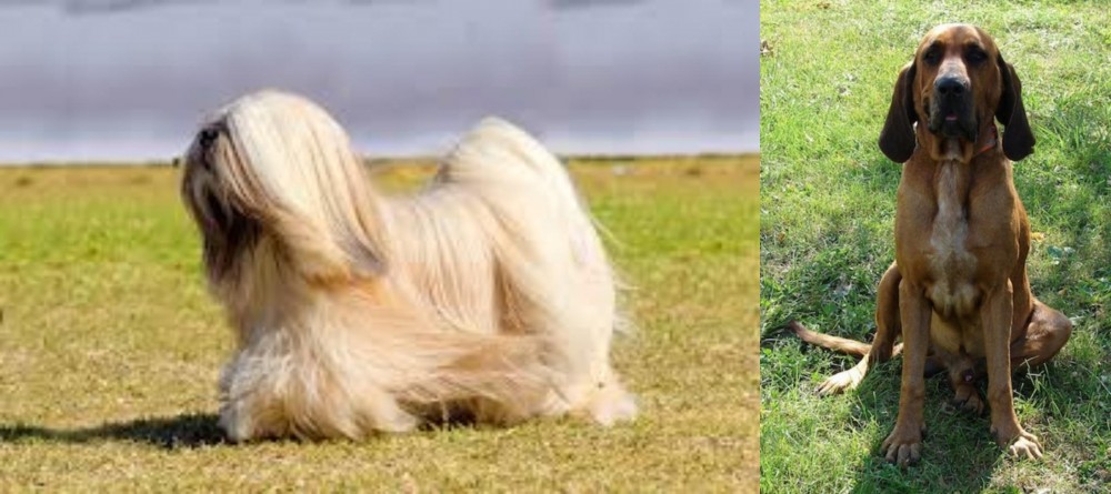 Majestic Tree Hound vs Lhasa Apso - Breed Comparison
