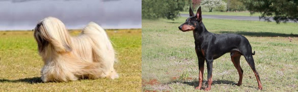 Manchester Terrier vs Lhasa Apso - Breed Comparison