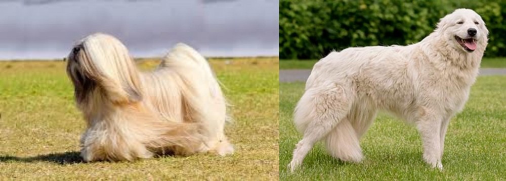 Maremma Sheepdog vs Lhasa Apso - Breed Comparison