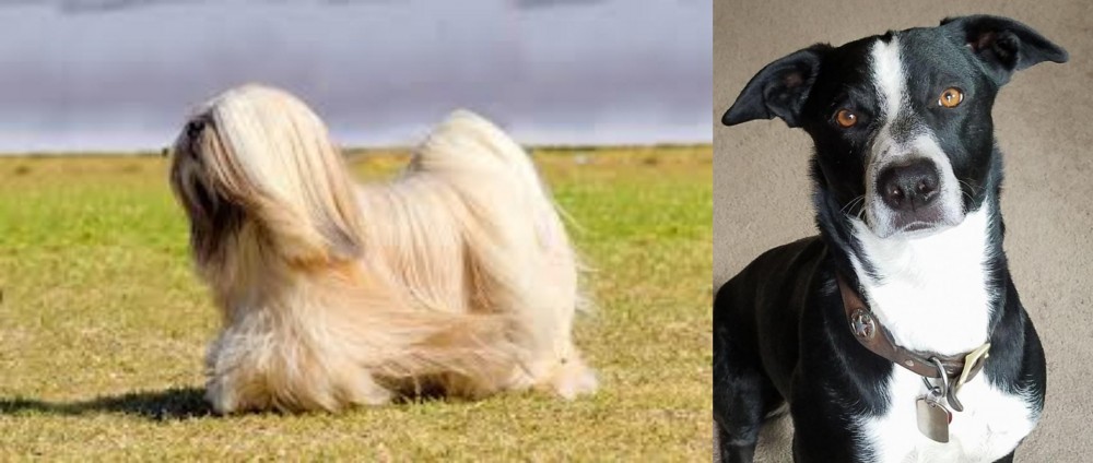 McNab vs Lhasa Apso - Breed Comparison