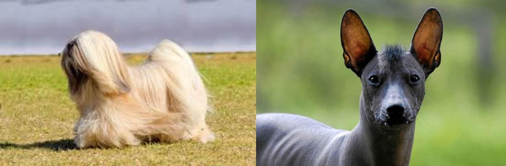 Mexican Hairless vs Lhasa Apso - Breed Comparison