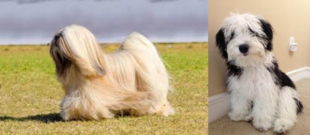 Mini Sheepadoodles vs Lhasa Apso - Breed Comparison