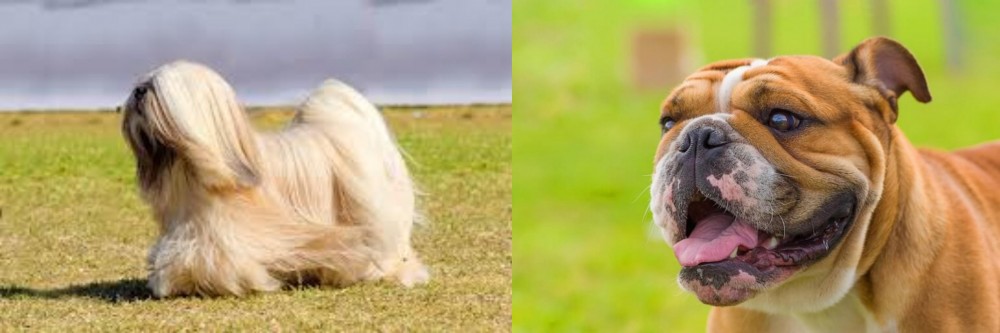 Miniature English Bulldog vs Lhasa Apso - Breed Comparison