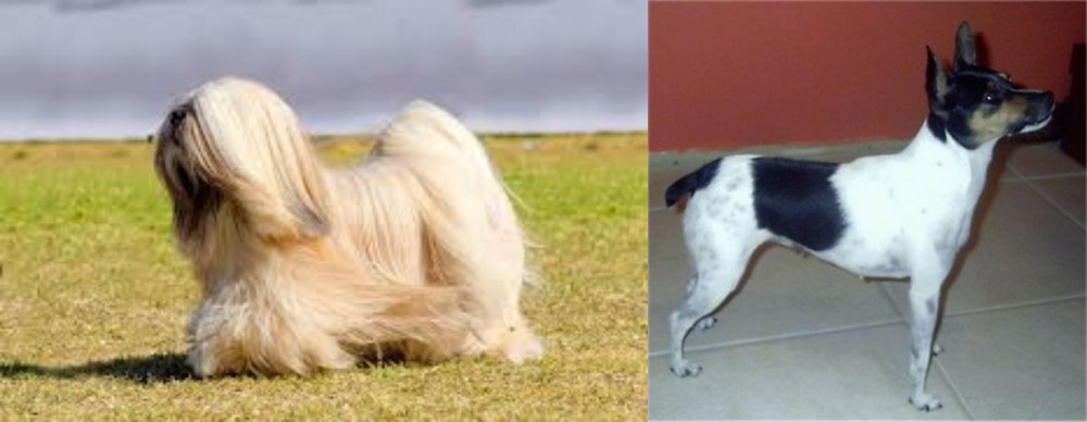 Miniature Fox Terrier vs Lhasa Apso - Breed Comparison