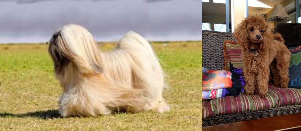 Miniature Poodle vs Lhasa Apso - Breed Comparison