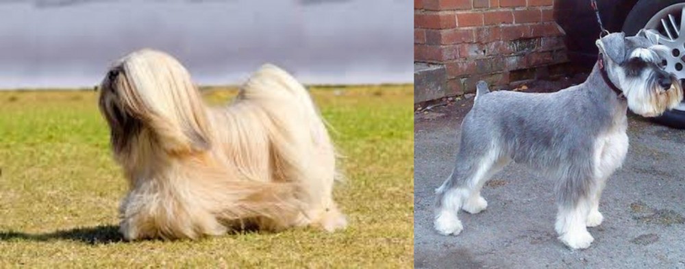 Miniature Schnauzer vs Lhasa Apso - Breed Comparison
