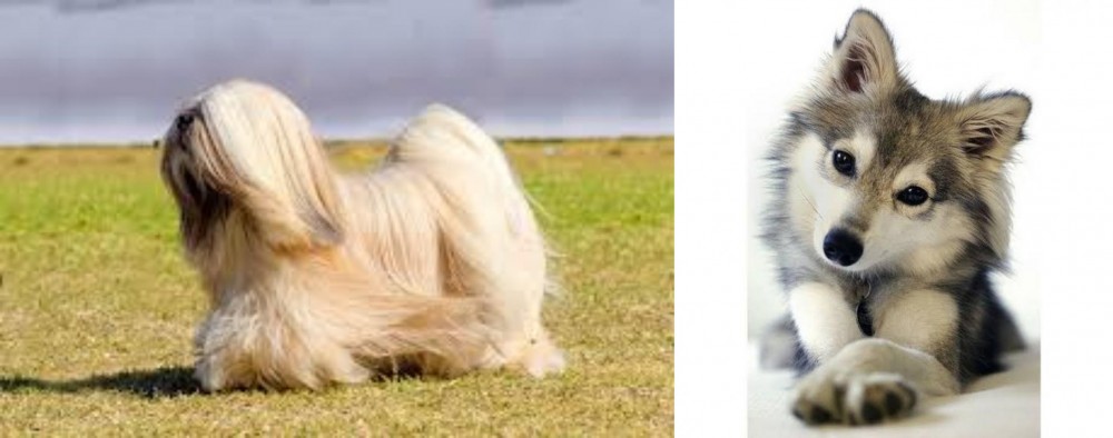 Miniature Siberian Husky vs Lhasa Apso - Breed Comparison