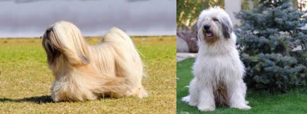 Mioritic Sheepdog vs Lhasa Apso - Breed Comparison