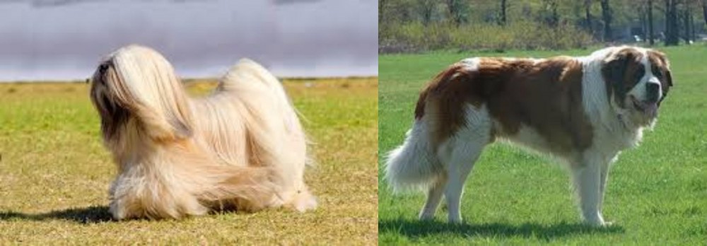 Moscow Watchdog vs Lhasa Apso - Breed Comparison