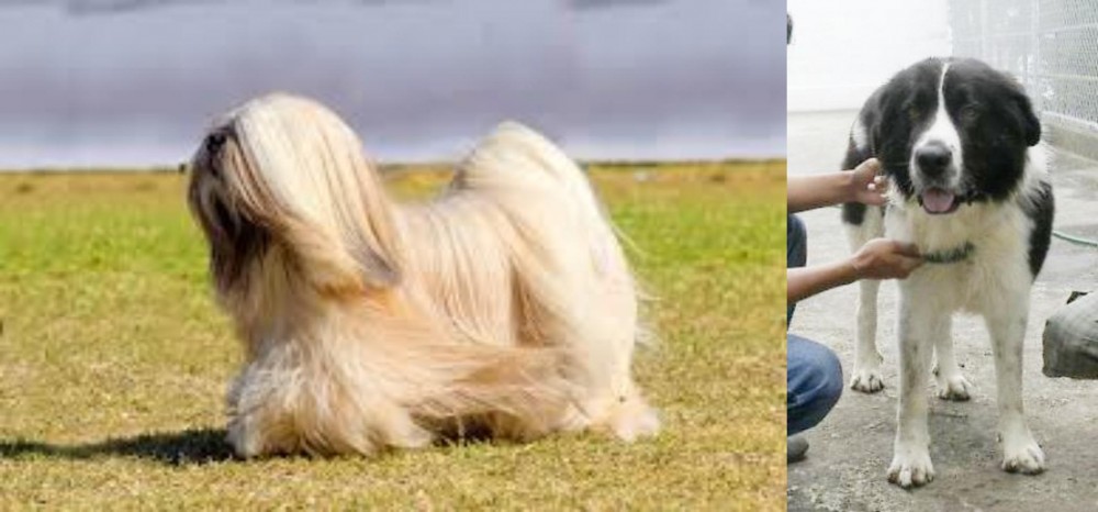 Mucuchies vs Lhasa Apso - Breed Comparison
