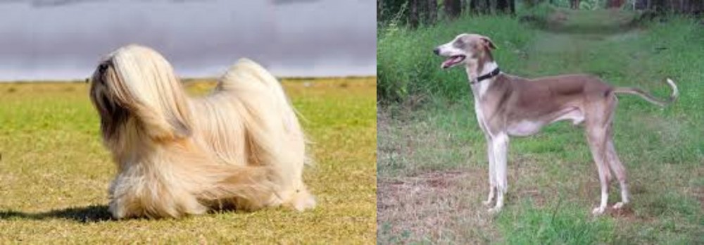 Mudhol Hound vs Lhasa Apso - Breed Comparison