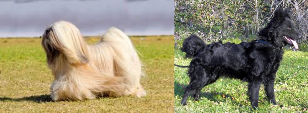 Mudi vs Lhasa Apso - Breed Comparison