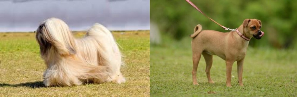 Muggin vs Lhasa Apso - Breed Comparison